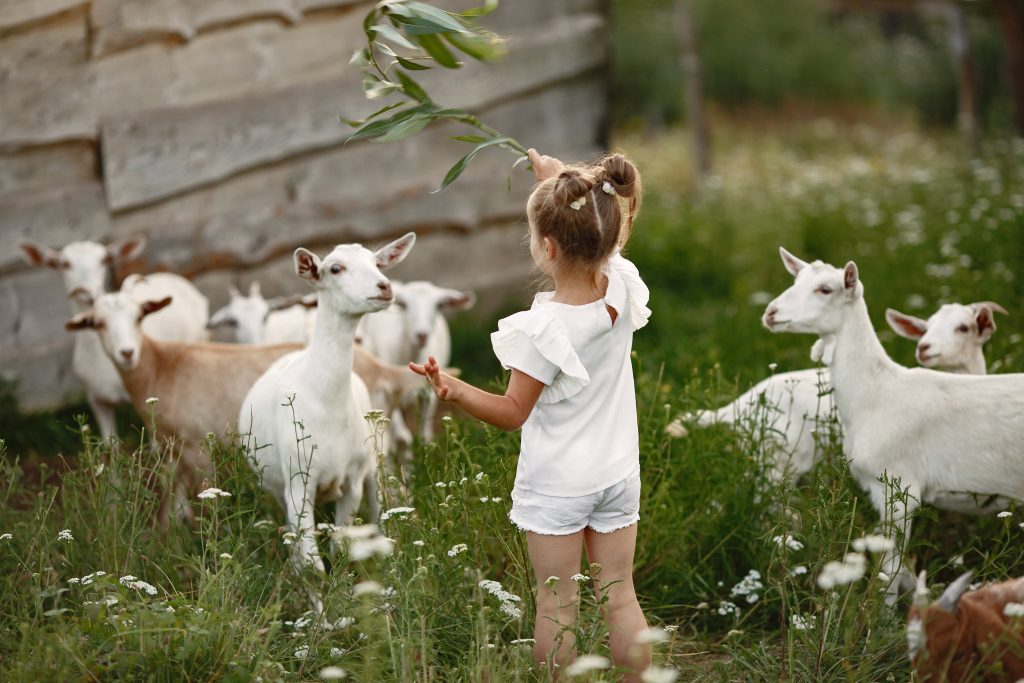 Kinderboerderij in Arnhem