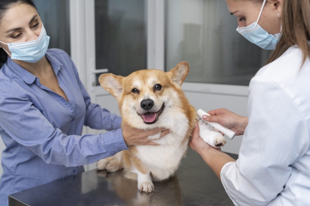 Dierenkliniek in Arnhem