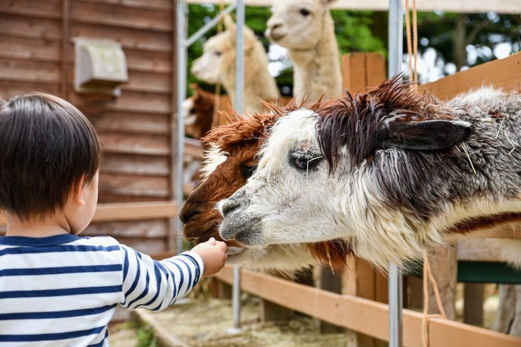 Kinderboerderij in Arnhem
