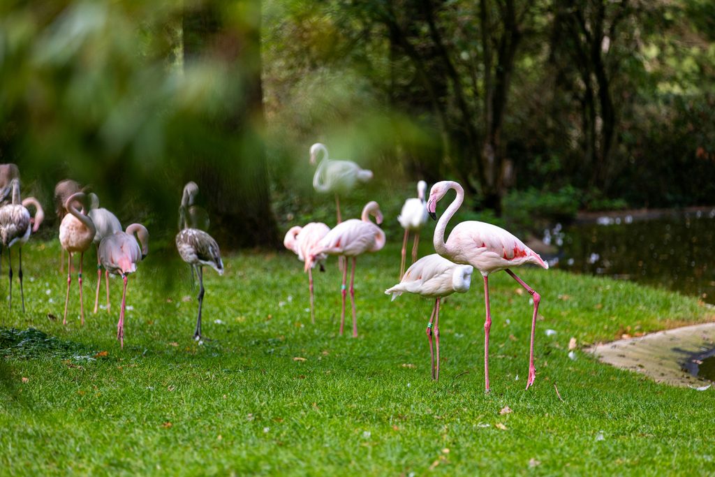 Burgers'-Zoo---2 in Arnhem